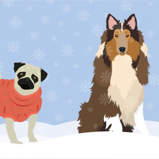 How to keep your pet healthy all year round. #FWx fandw.me/209Zmhz