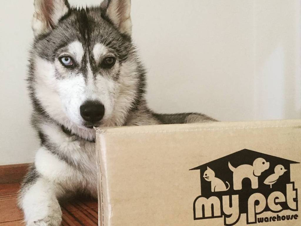 MyPetWarehouse's tweet photo. Sadie the Husky with her delivery! 🐶🐶🐶 #husky #petsofmelbourne #dogstagram #weeklyfluff https://t.co/sjpyZ7LR7o https://t.co/XZLgP73ZvP