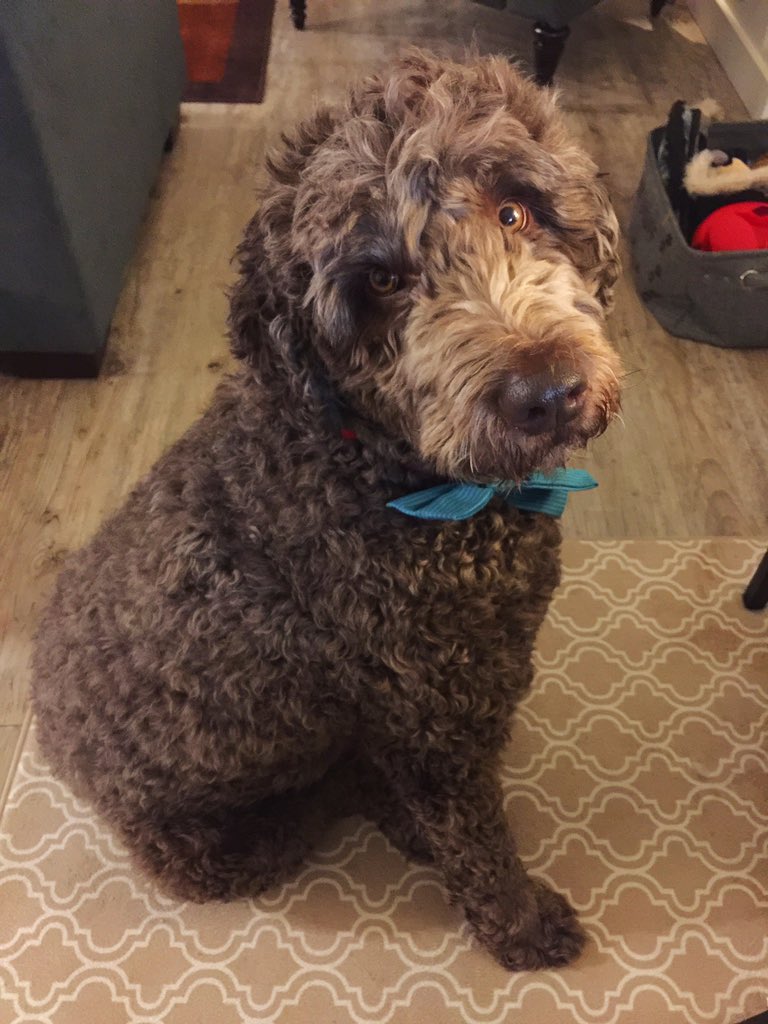 RudyDoodle's tweet photo. Daddy says I is 3 years old. Does that mean I gets more cookies or less cookies? #Labradoodle https://t.co/dczRLDKUBb