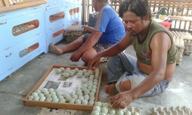 kosim_siNyo's tweet photo. Peletakan telur pertama KUBE ''BHAKTI KARYA MANDIRI'' https://t.co/bJYhqC5a23