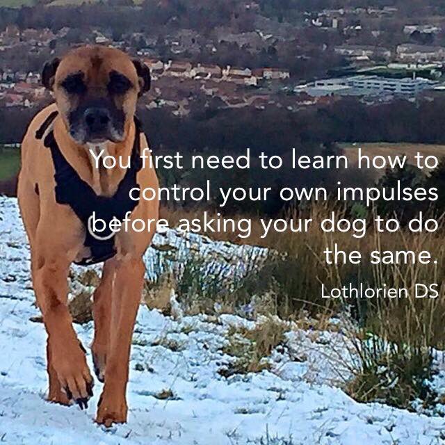 lothloriendog's tweet photo. Patience is key to teaching impulse control. Think more do as I do than do as I say #lothloriends https://t.co/s5wjAxVhbA