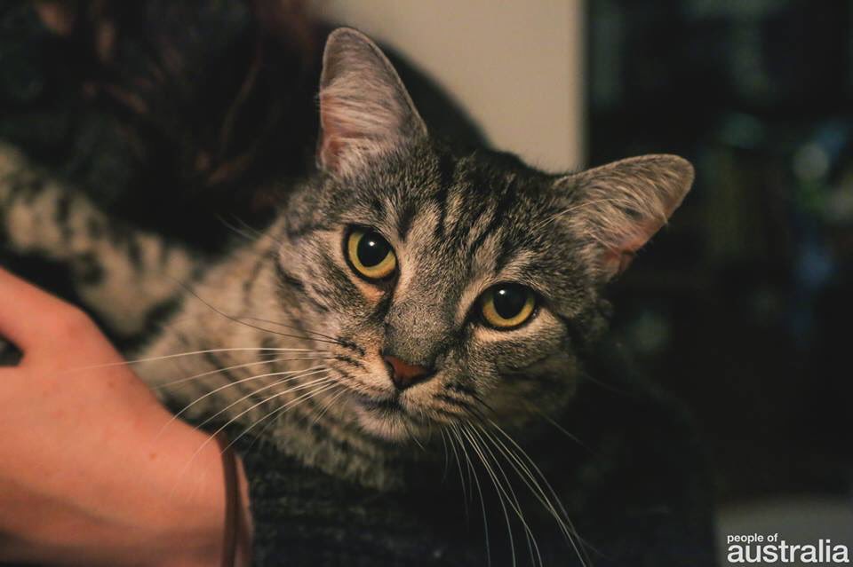 'He was found in a chicken coop, abandoned by his mother.' #visitmelb #peopeofaus #catsofaus facebook.com/photo.php?fbid…