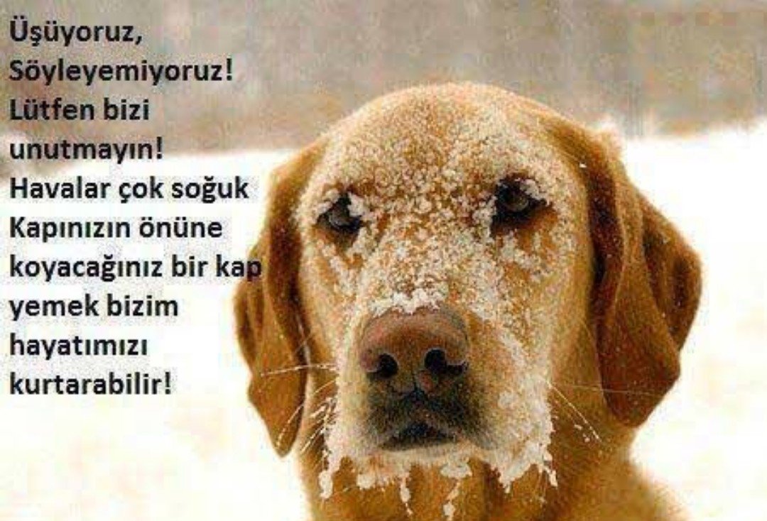 Bu soğukta sokaktaki canlarımızı unutumayın! Soğukta aç ve susuz dayanamazlar.