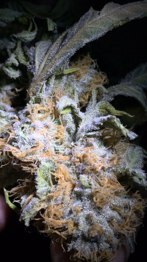 DavidKram's tweet photo. Crystal heaven! Purple Urcle 🔥 #Cannabis #medicine #topshelf #indoor #cali #sf #thc #terps #getemrld #highsociety https://t.co/CEVlCSytRm