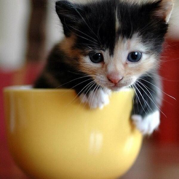 SoCuteKittens's tweet photo. A cat in a cup.. https://t.co/Bpx2aNcBtC