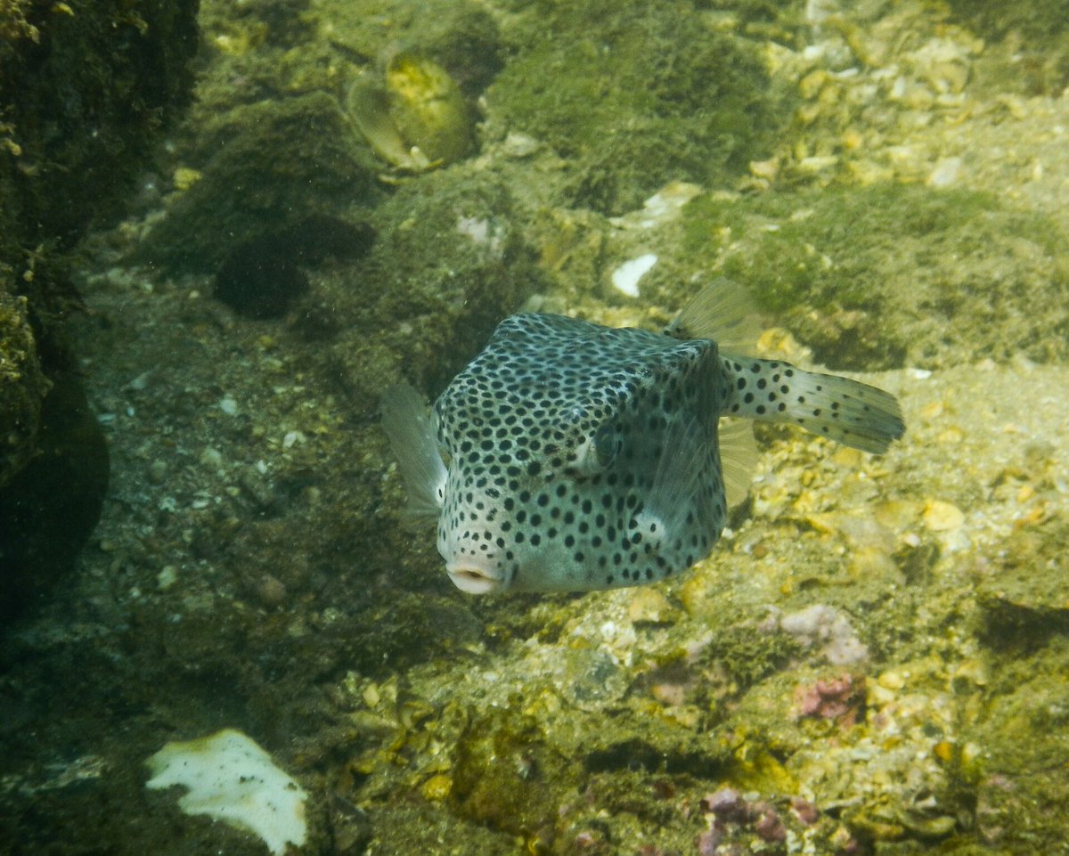 scubaevolution's tweet image. #Explore the #underwater life with #ScubaEvolution #stayNdive #Resort at #Goa