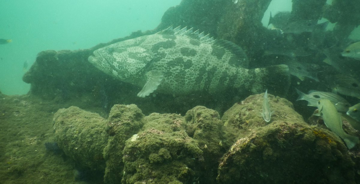 scubaevolution's tweet image. #Explore the #underwater life with #ScubaEvolution #stayNdive #Resort at #Goa