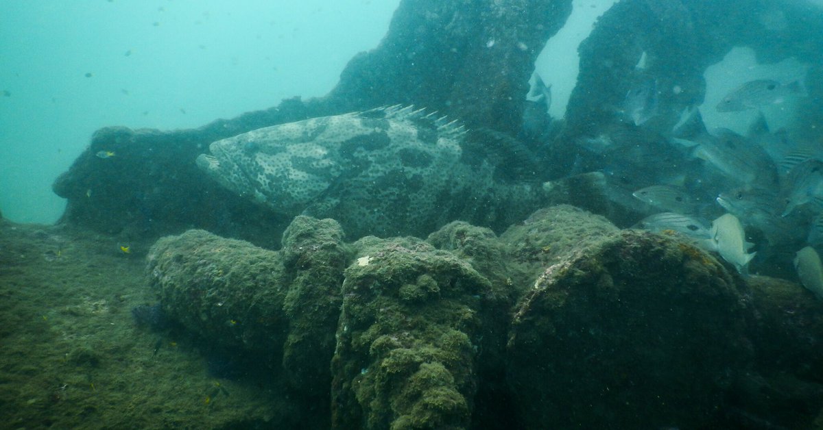 scubaevolution's tweet image. #Explore the #underwater life with #ScubaEvolution #stayNdive #Resort at #Goa