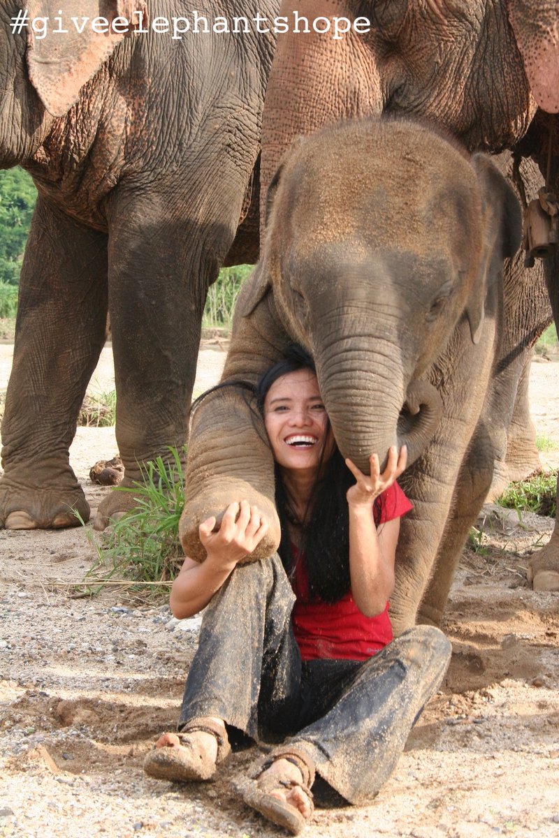 ElephantNatureP's tweet photo. Our Founder Lek Chailert with her beloved elephants #giveelephantshope #LekChailert #elephants https://t.co/MGmx50duPO