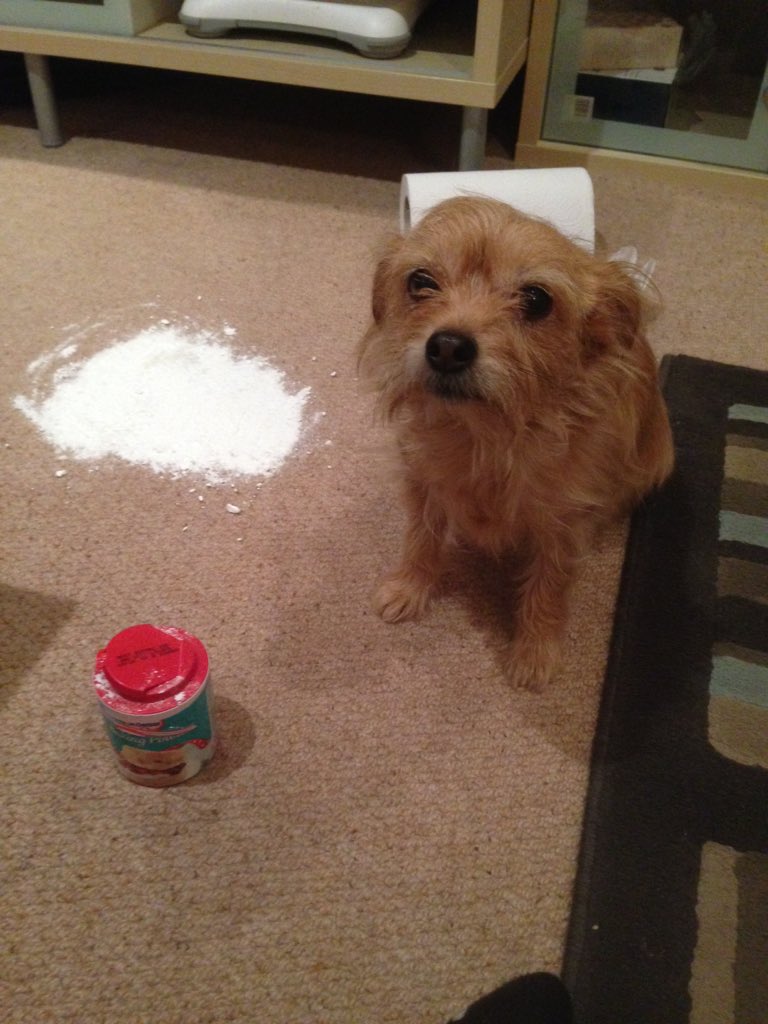 Tilly_the_dog's tweet photo. Baking soda to clean up an accident https://t.co/yEHRvWkgXC