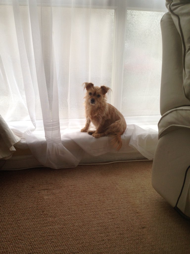 Tilly_the_dog's tweet photo. Just been to the #vets she hates it - tried to bite her. Sigh https://t.co/c0WVz6xQ0d
