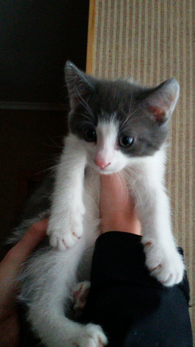 karinastikane's tweet photo. Varbūt kāds vēlas kaķēnu ,par brivu?😻🙊
Varat sazinaties ar @glorija_e_pruse #twitterspeks https://t.co/ECkPZWlLFM