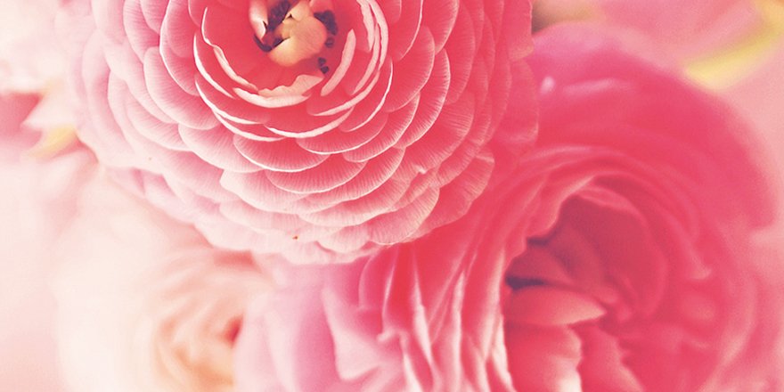 YvesRocherFR's tweet photo. Au coeur de #RoseOud : la Rose Damascena qui apporte un voile de fraîcheur ! https://t.co/TS3TMs8VOg https://t.co/ybJSXMXUhR