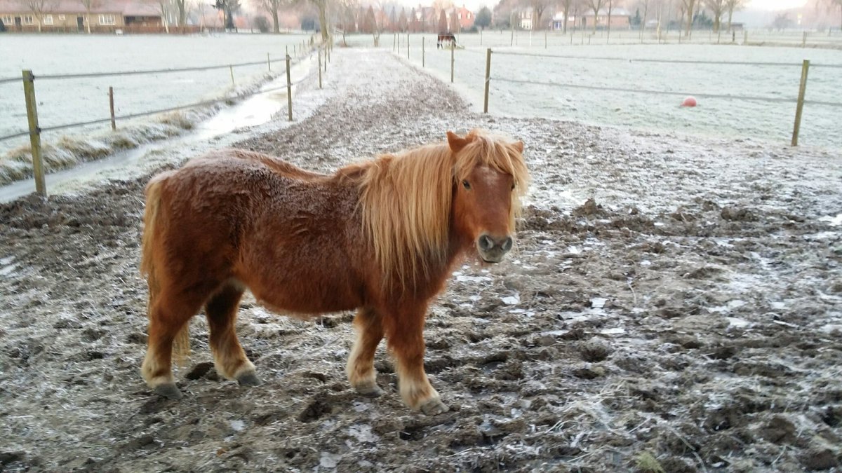 DBbrabantzo's tweet photo. Wie is de eigenaar van deze pony? Pony liep naar Gerwenseweg in #Nuenen; dier heeft geen chip. Bel 0900-112 00 00. https://t.co/kJT0ViDG0F