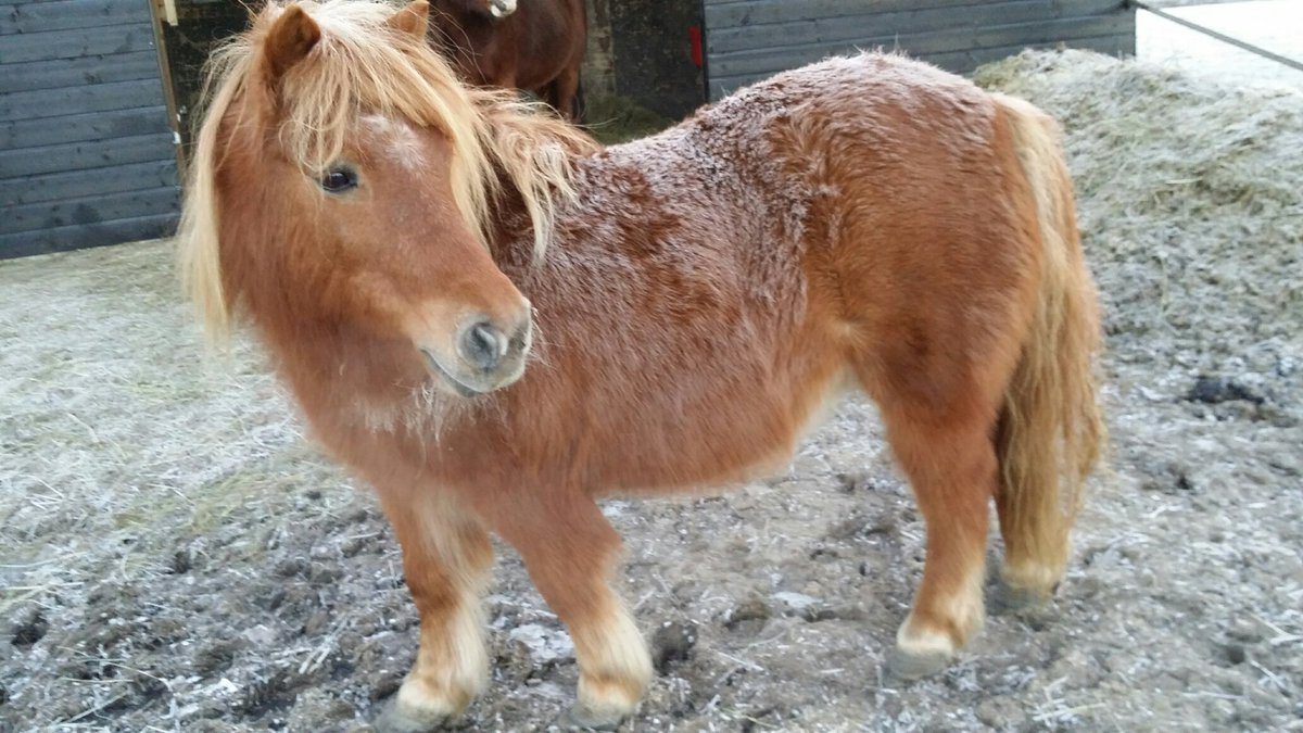 DBbrabantzo's tweet photo. Wie is de eigenaar van deze pony? Pony liep naar Gerwenseweg in #Nuenen; dier heeft geen chip. Bel 0900-112 00 00. https://t.co/kJT0ViDG0F