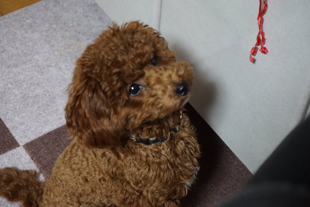 yru_yl's tweet photo. 外で雪撮った後家の中で犬撮ってた https://t.co/t0bOruzrWX