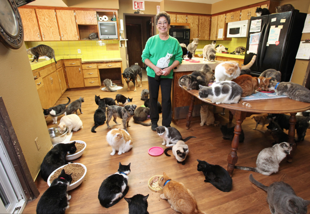 BarcroftUSA's tweet photo. Ultimate cat lady: Woman shares her home with 1,100 rescued felines: https://t.co/cuyCInCzcI https://t.co/q8UrwIB32l