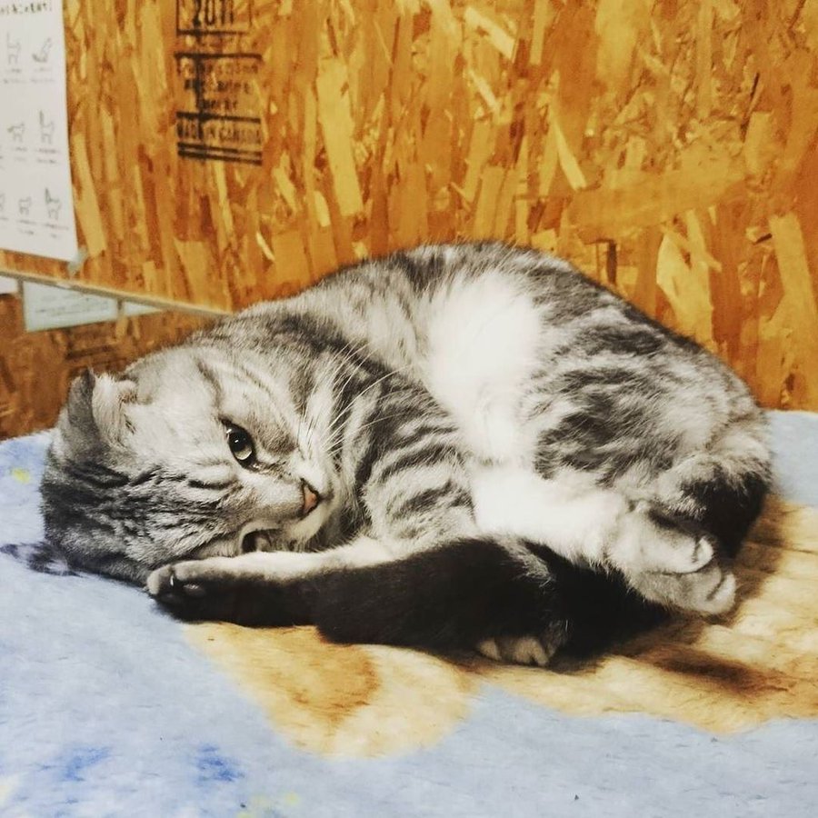 長野県のおすすめの猫カフェ9選 Petpedia