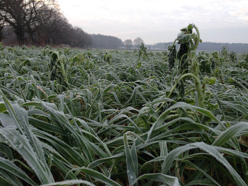 ShepherdSeeds's tweet photo. Consecutive frosts are starting to take their toll on the #oilradish in this #covercrop mix https://t.co/Gcz1bQ7Dw1