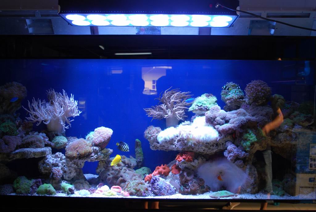 johnmilton050's tweet image. Quality Led Fish Tank Light
bit.ly/1lqzu1j
#ledfishtanklight #aquariumlighting