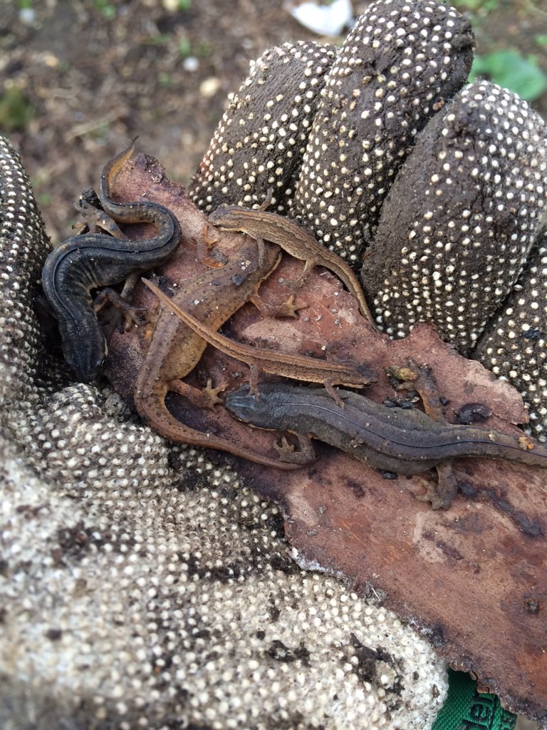 GWS_Learning's tweet image. Look what&apos;s living at Iver Environment Centre - let us know what lives in your school grounds, or come &amp;amp; see ours!