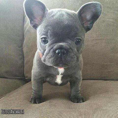 BellosAnimales tweet picture
