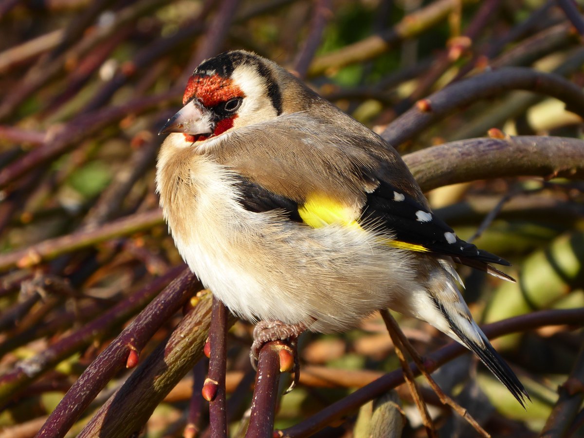 This lovely little #goldfinch flew into my window earlier. After 1/2 hr of tlc he flew off. #HopeHeMakesIt