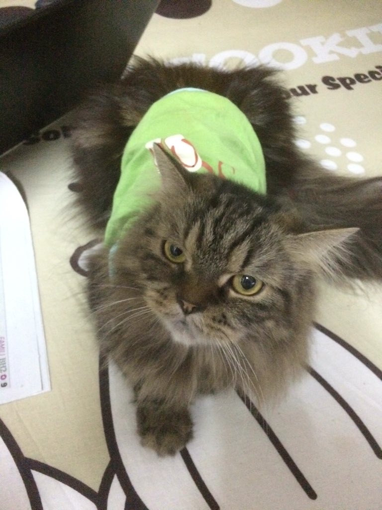teyasyahira's tweet photo. Budak gomok pakai baju. Hihi. #oncha https://t.co/UhEHOk8dn0