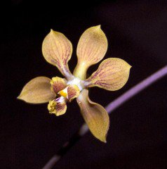 WildflowerCtr's tweet image. A new orchid discovery in Oaxaca state -- and it earns its own spot as a new species. bit.ly/1PdTa6t