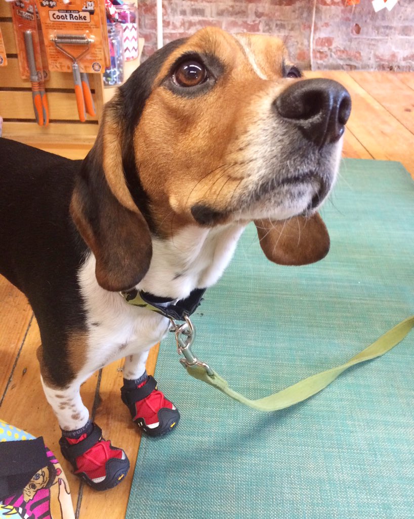 fetchportland's tweet photo. Oliver's nose lead him to some snazzy @ruffwear boots! #dogs #beagle #bluetickhound #fishandbone #fluffyfashion https://t.co/IxDUmYQdFf