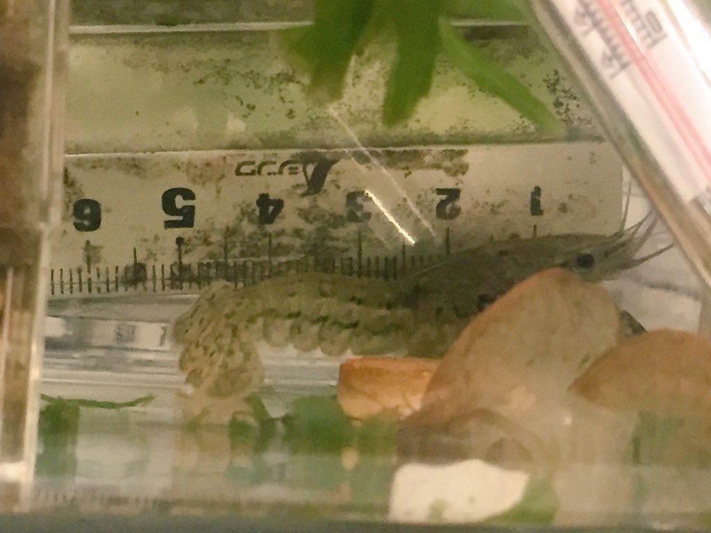 アメリカザリガニ飼育で罰金 と聞いて青ざめる人が続出 正しくはアメリカザリガニ 科 ただしアメリカザリガニは除く Togetter アメリカザリガニ飼育で罰金 と聞いて青ざめる人が続出 正しくはアメリカザリガニ 科 ただしアメリカザリガニは除く Togetter