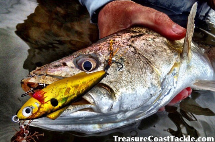 TCoastTackle's tweet photo. Big #trout hammer the Rip-N-Slash!
https://t.co/wCzDet5Z1T
#gator #unfairlures #ripnslash #fishing #fun https://t.co/g63eZesyQl