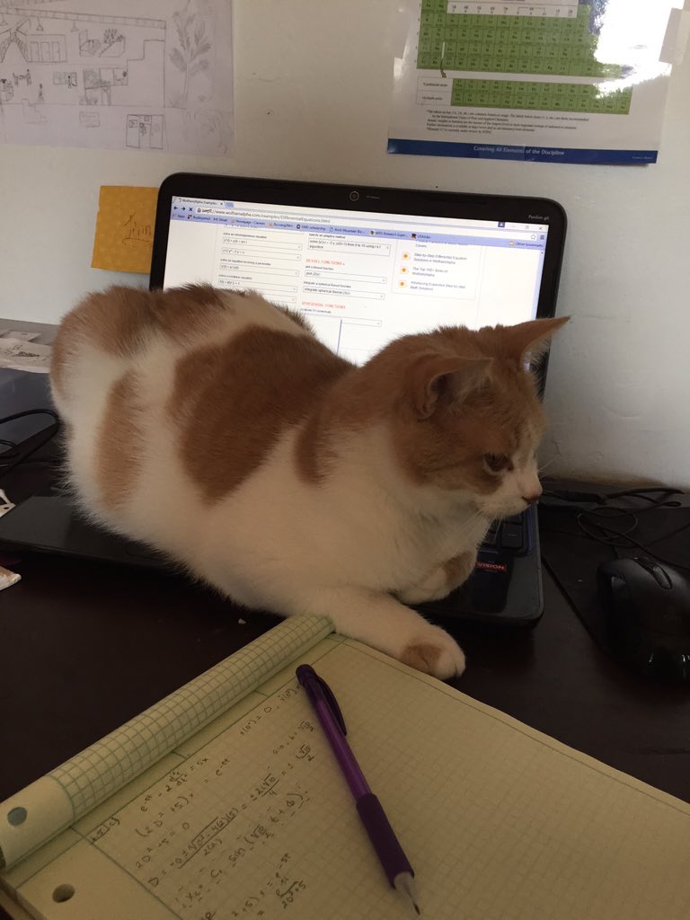 kyriePurr2's tweet photo. Life tip: when people don't pay enough attention to you, just sit on their things #wordsofwisdom https://t.co/im5sR1joN9