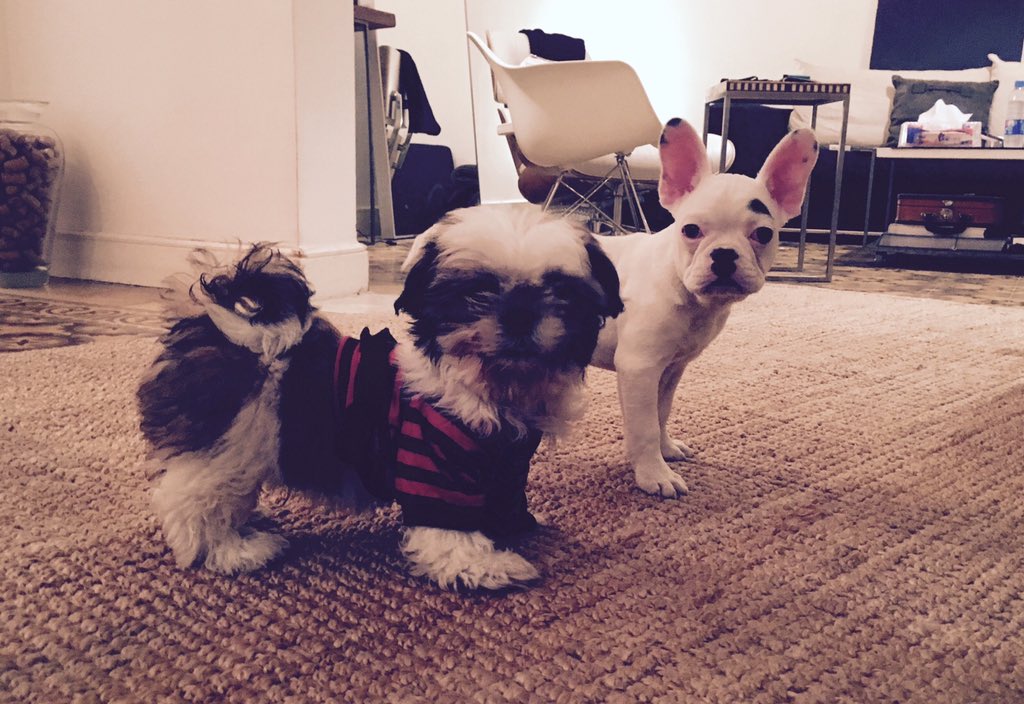 mayamukhi's tweet photo. Charlie &amp; Bruce #newsdogsontheblock https://t.co/TaCGmKWHP2
