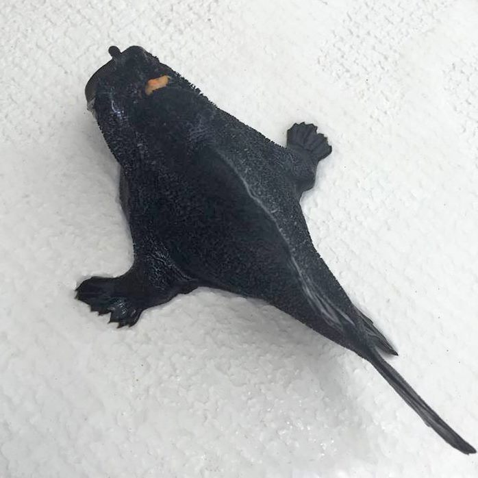atlasobscura's tweet image. This strange creature was found in a New Zealand bay - what is it?