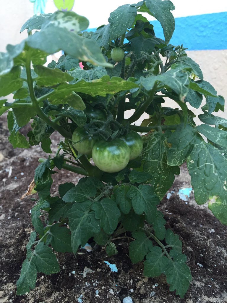 StepUpNursery's tweet photo. Not long now until our tomatoes planted in our winter camp are ready #dubainursery https://t.co/BzLTQl5DaR