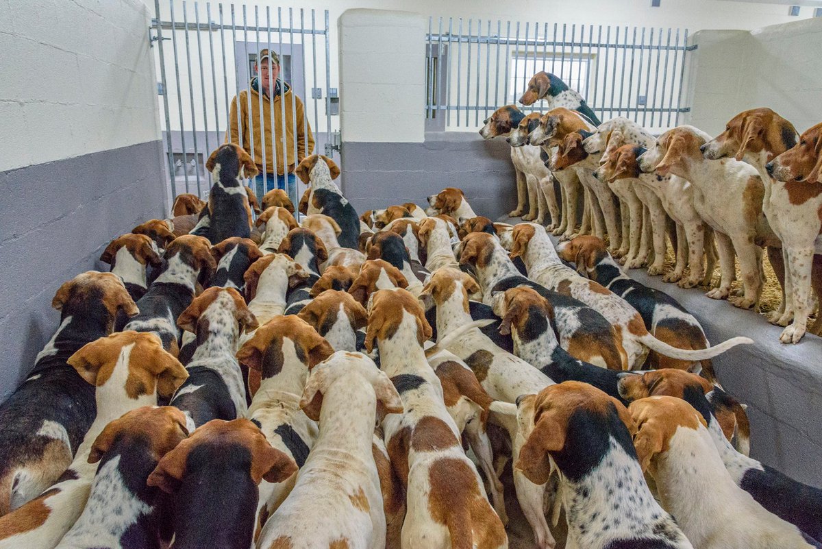 Great photo of the Piedmont Fox Hounds, at new kennels in Virginia, utterly focussed on their huntsman.