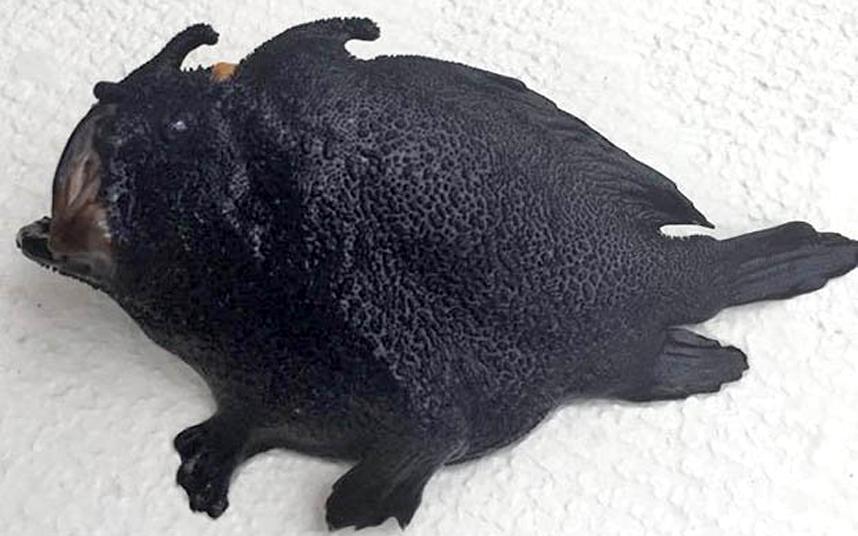 Telegraph's tweet image. Meet the curious &apos;fish with legs&apos; that lives at the bottom of the sea telegraph.co.uk/news/worldnews…