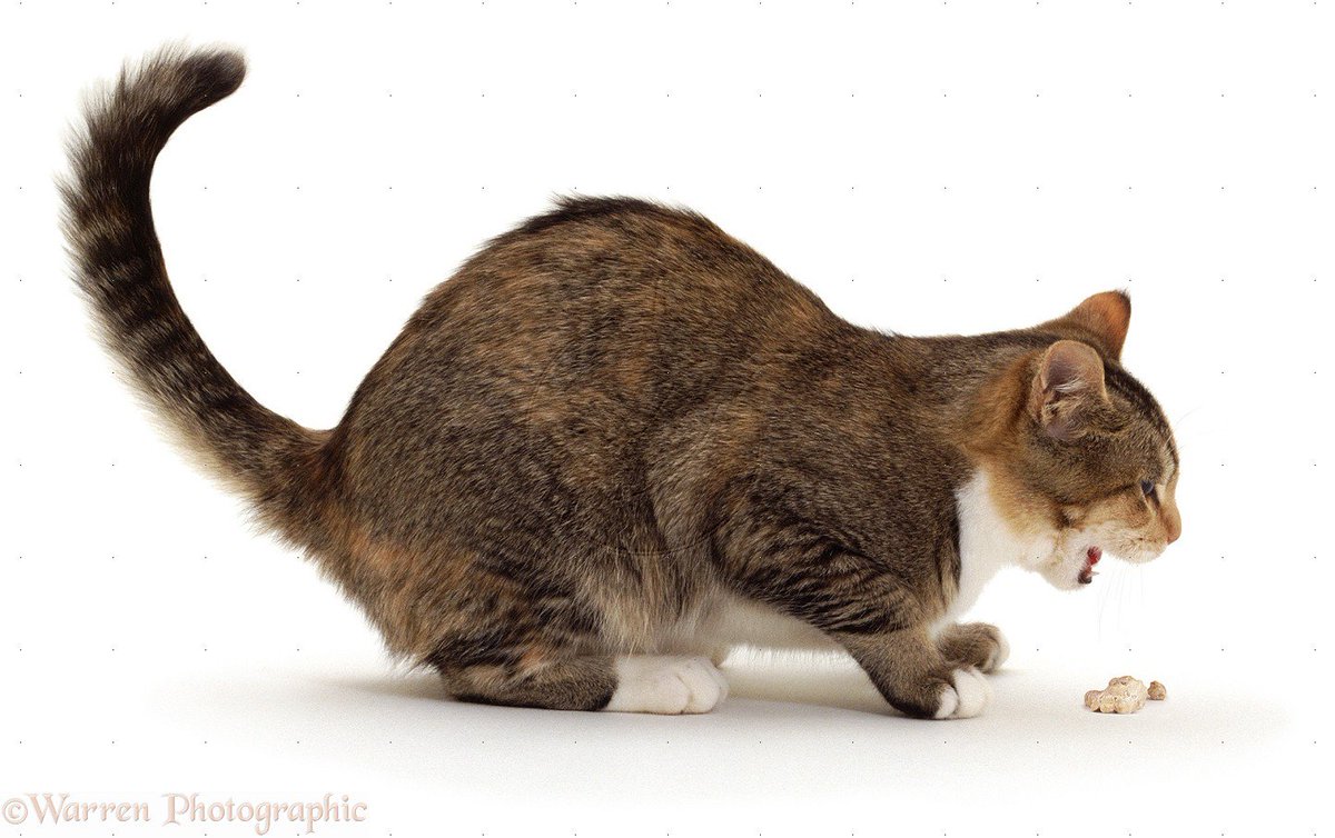 ppc_cat's tweet photo. @PPCKirk Oh no... #ppcchat https://t.co/mK64W2s5Ku