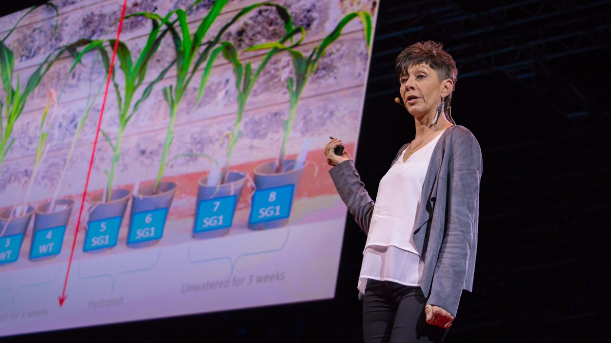 TEDTalks's tweet image. How we can make crops survive without water: t.ted.com/RXGU2wY