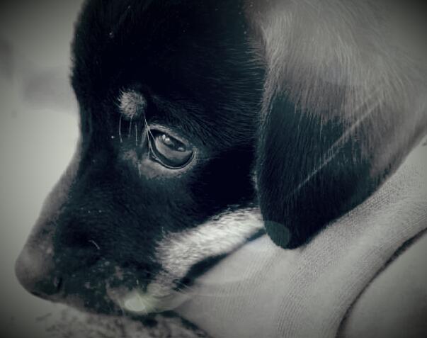 My love
