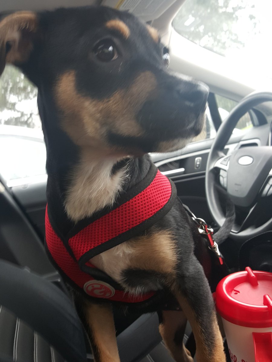 diegojimmyjames's tweet photo. AMITHTMDK: Ruby says she's driving. Where we goin though? #PuppyLove #pup #puppy RoxerRuby #roxer #rottweiler #box… https://t.co/iBvY3XENnG