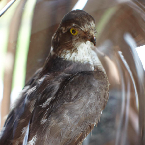 eurotrashannie's tweet photo. Good morning, Sir. #antiquetaxidermy #hawk #museumglass #decor #vintage #eurotrashdesign #anniebrahler https://t.co/RD1Wmzo9Dk