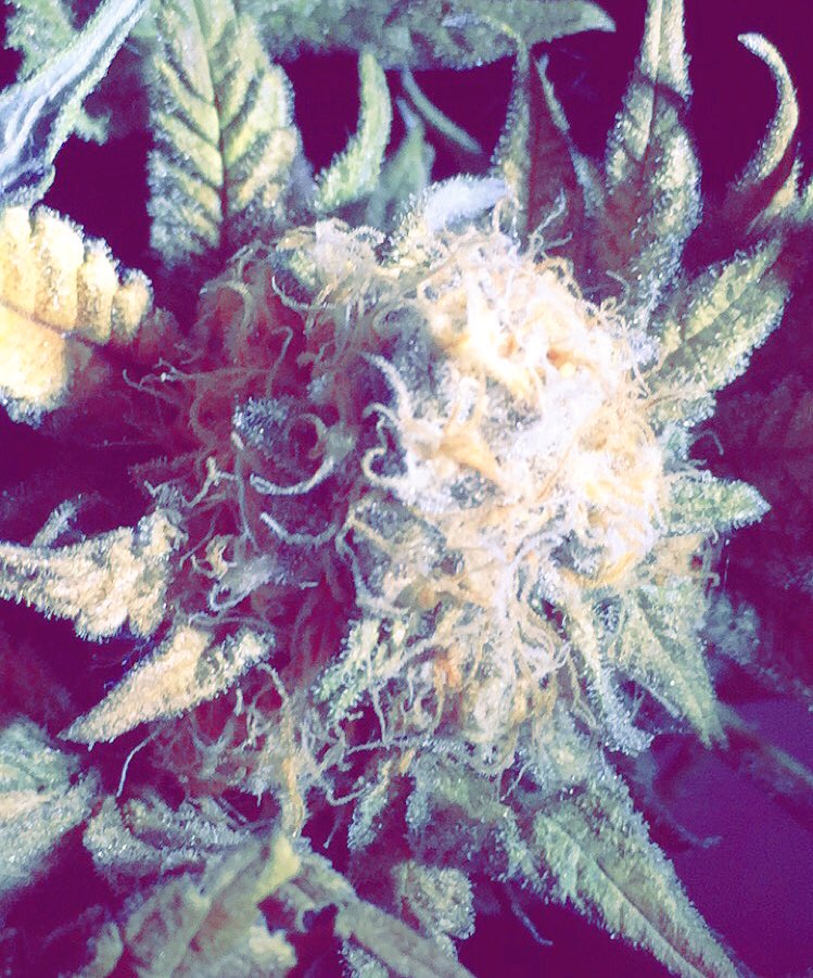 GetEMRLD's tweet photo. Crystals for #daze! New strains coming soon. #Premium #Cannabis #Luxury420 #GetEMRLD #ConnoisseurCannabis https://t.co/BSPjPbViKR