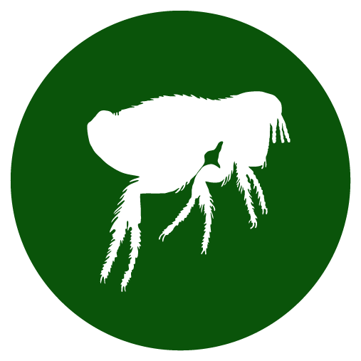 txpestsa's tweet photo. Fleas are pests that can be found worldwide. The female flea can lay up to 200 to 400 eggs! https://t.co/cgdxIfCjYo