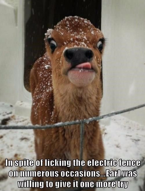 PortSaintLucieF's tweet photo. Good luck with that Earl!

Have a great day...

#ElectricalFence #FencingServices #FenceHumor https://t.co/IozuOdYkVC
