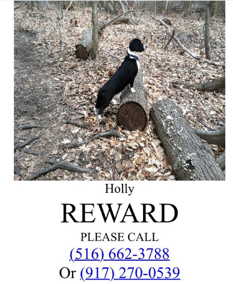 scphic's tweet photo. Border-collie Basset Hound Mix last seen in Flushing, Queens at Kissena Park #lostdog #puppy #missingdog https://t.co/UFImSlsW1a