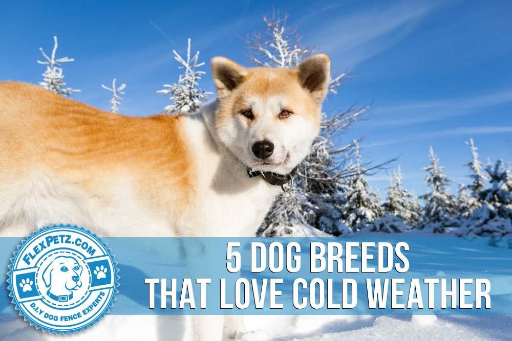 Flexpetz's tweet image. flexpetz.com/blog/5-dog-bre…
Turns out not everybody dreads going out in the cold! #coldweatherdogs #Akita