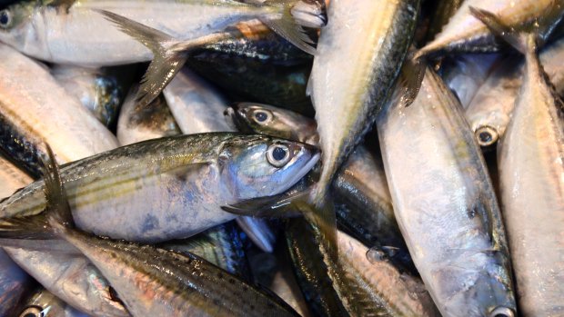 CBCAlerts's tweet image. More @CBCNews: Study finds global catch of fish underreported by as much as 50%. cbc.ca/1.3410164