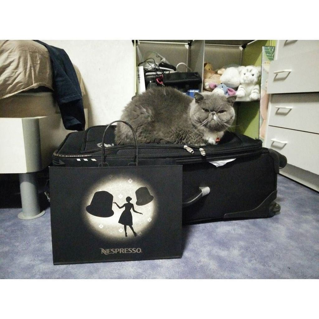 circlingsquare's tweet image. 🙀 #packingbags #holiday #dislike 
#exoticshorthair #persiancat #fluffy #flatface #maumauchuu #instacat #catstagram …